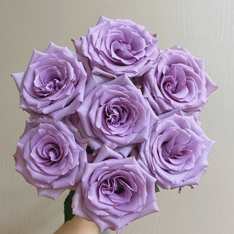 Rosen Samen