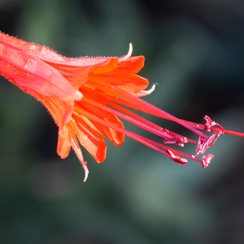 ❗Rabatt zum halben Preis🌺Fuchsiensamen🦄Zauberpflanze