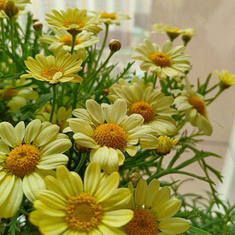 Gänseblümchen