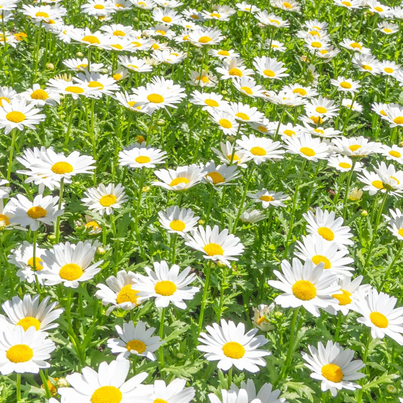 Gänseblümchen