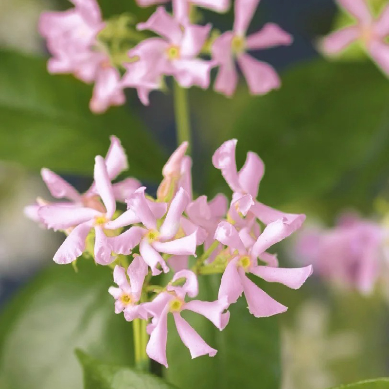 Windmühlenjasmin
