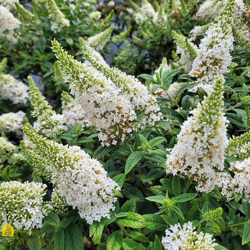 Sommerflieder