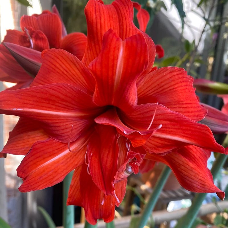Amaryllis