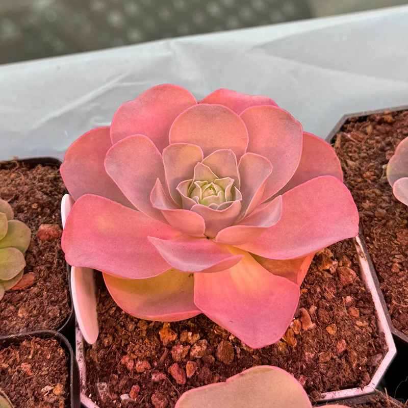 🔥Heißverkauft🌹Bergrose🌱Einfach zu pflanzen
