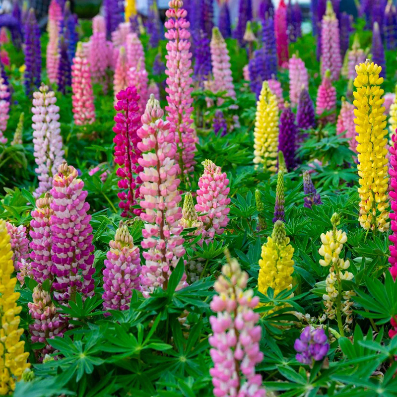🚀Halber Preisnachlass💖Lupinenblumensamen🌈Experte für Gartendekoration