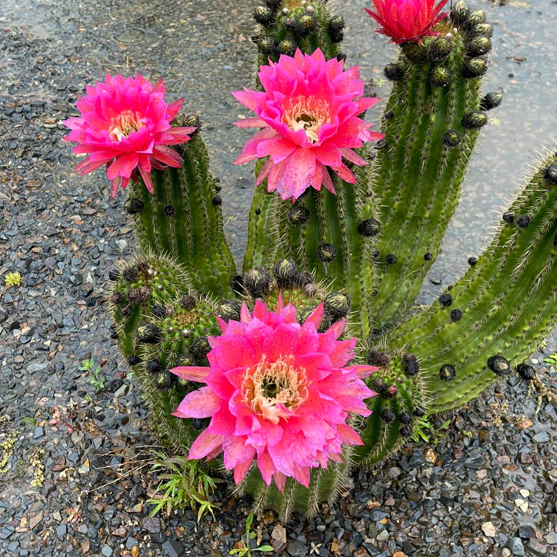 🦄Magische Pflanze🌵Blühender Kaktus💖heißer Verkäufer