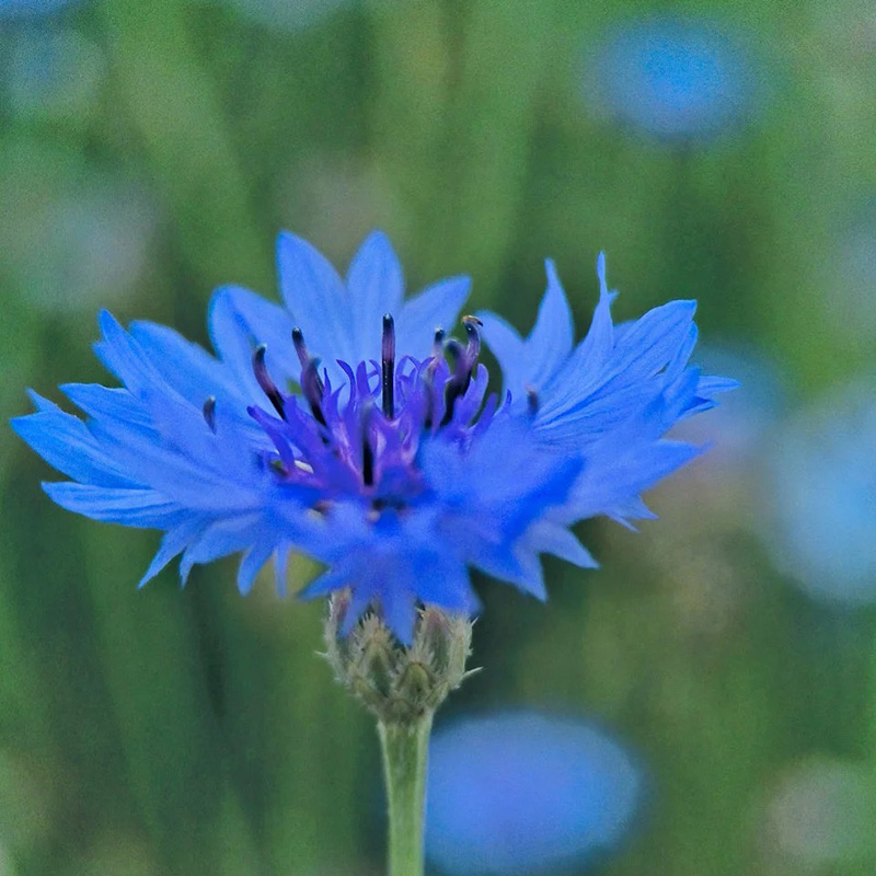 🔥Heißverkauft💖Junggesellen-Kornblume🌿Starkes Wachstum