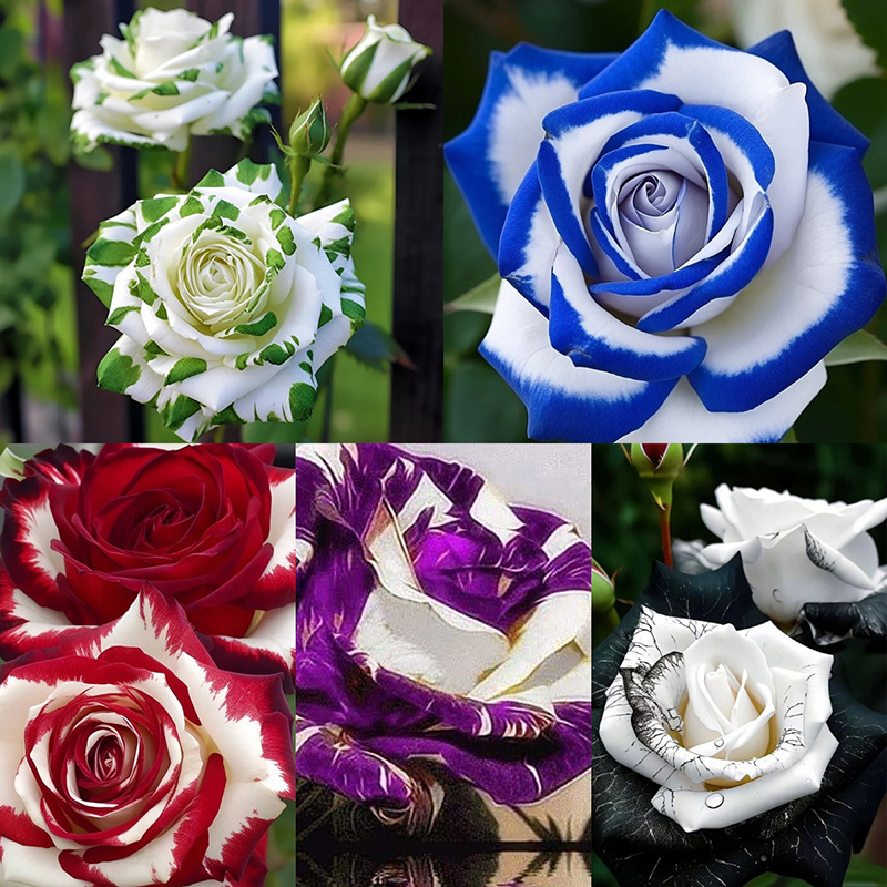 💖Ausgewählte🌹Zwillingsrosen🚀Super Rare