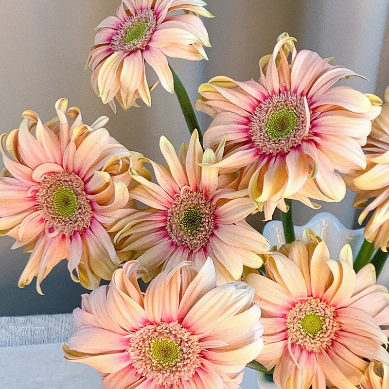 🔥Heiß verkaufte🌺gekräuselte Gerbera🌿kann das ganze Jahr über gepflanzt werden
