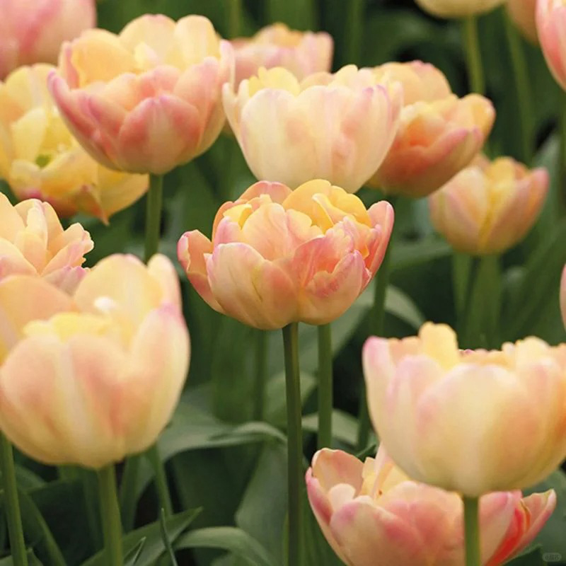 Die Gefüllte Tulpe Samen