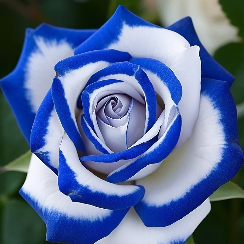 💖Ausgewählte🌹Zwillingsrosen🚀Super Rare
