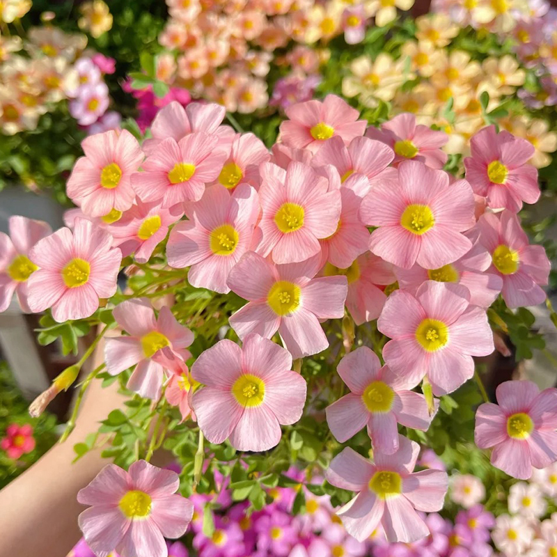 ✨Rabatt zum halben Preis🩷Oxalis-Samen🌈Regenbogenserie