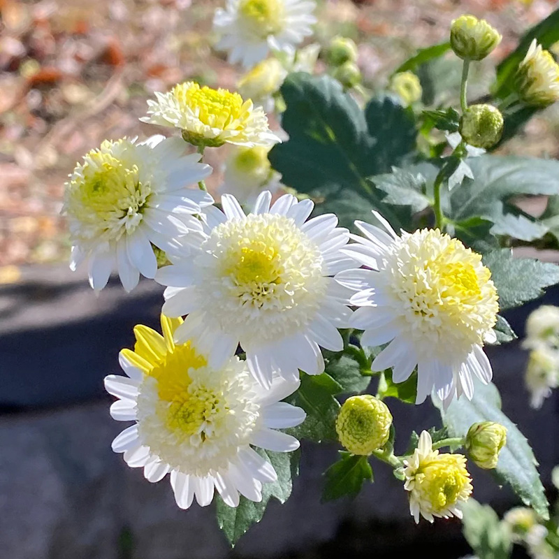 🚀2024 heißer Verkauf🌼weiße schöne Chrysantheme💖einfach zu pflanzen