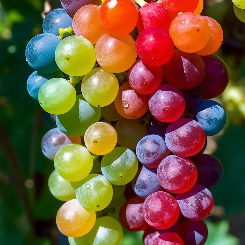 💖Rabatt zum halben Preis🍇Bunte Traubenkerne🦄Super seltene Sorte