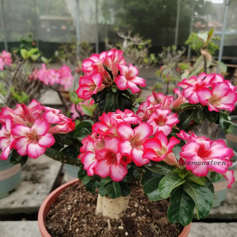 🚀Erstaunliche Pflanzen💖Wüstenrosensamen🌱Super einfach zu züchten