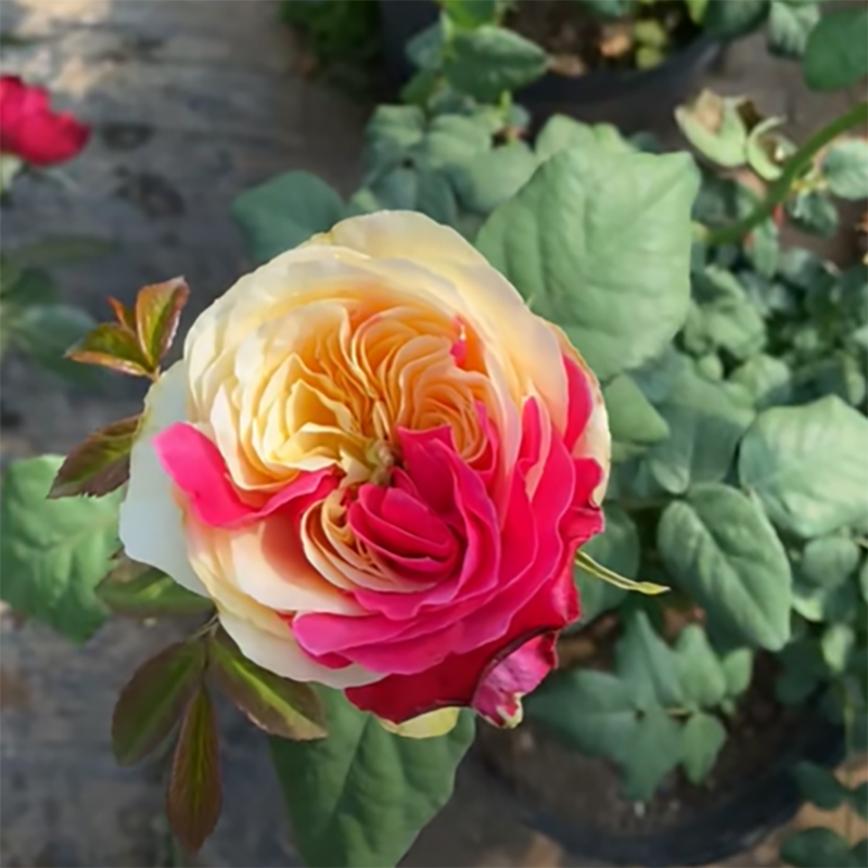 🔥Heißverkaufte🚀 romantische Rose🩷seltene Sorte