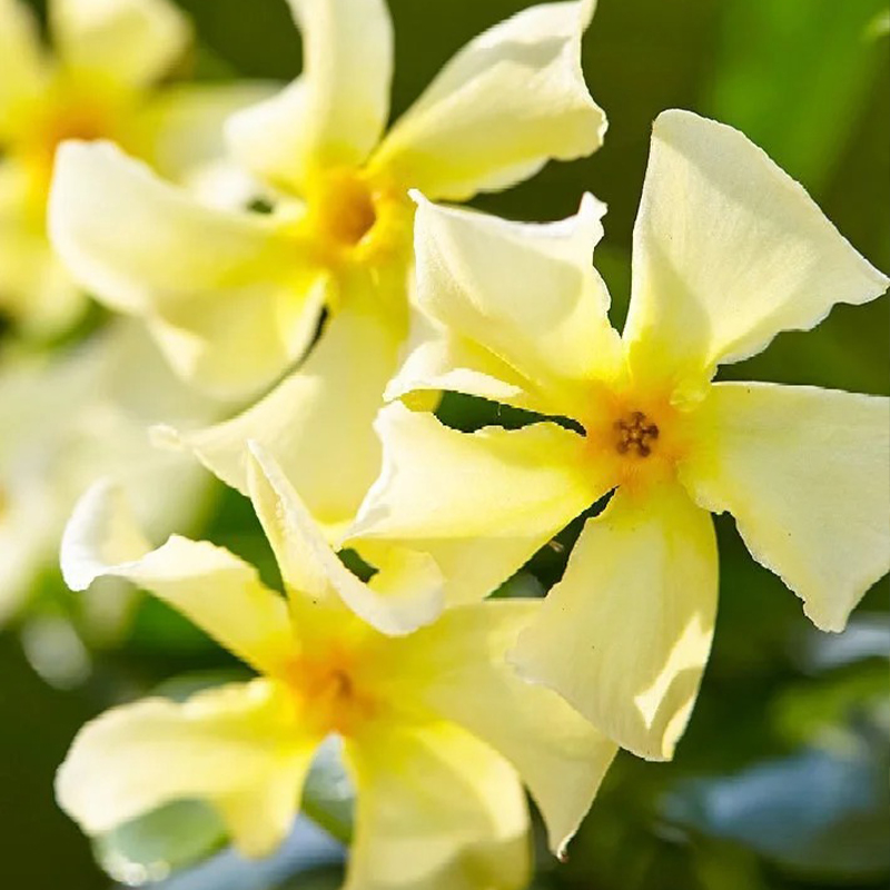 Windmühlenjasmin