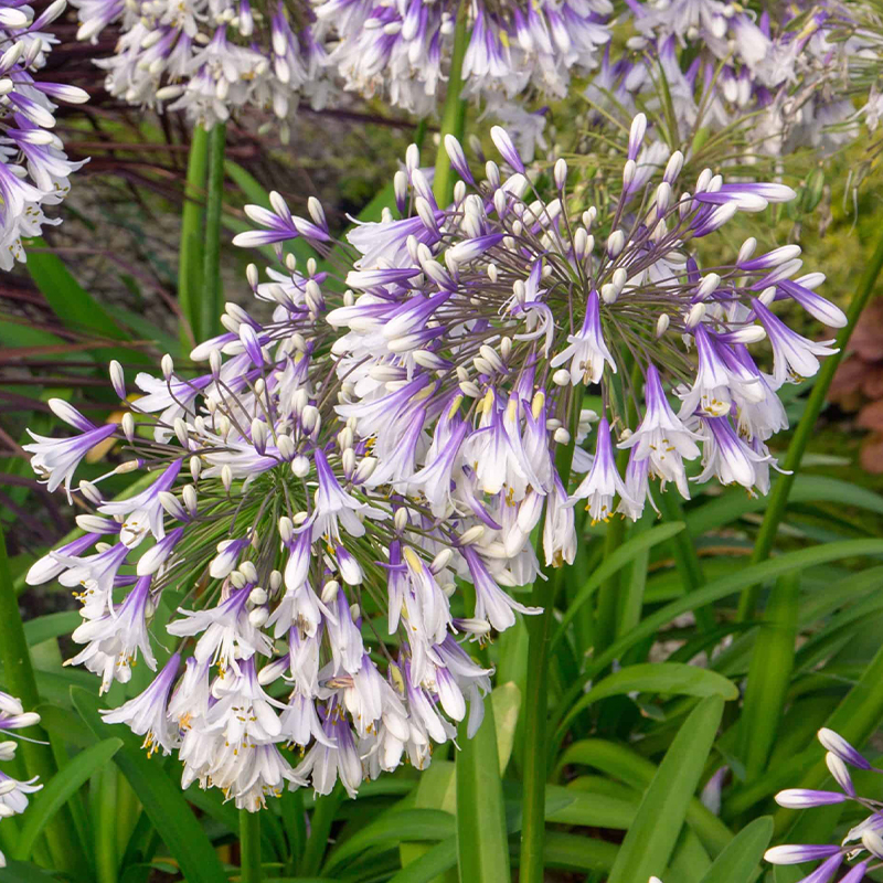 Agapanthus