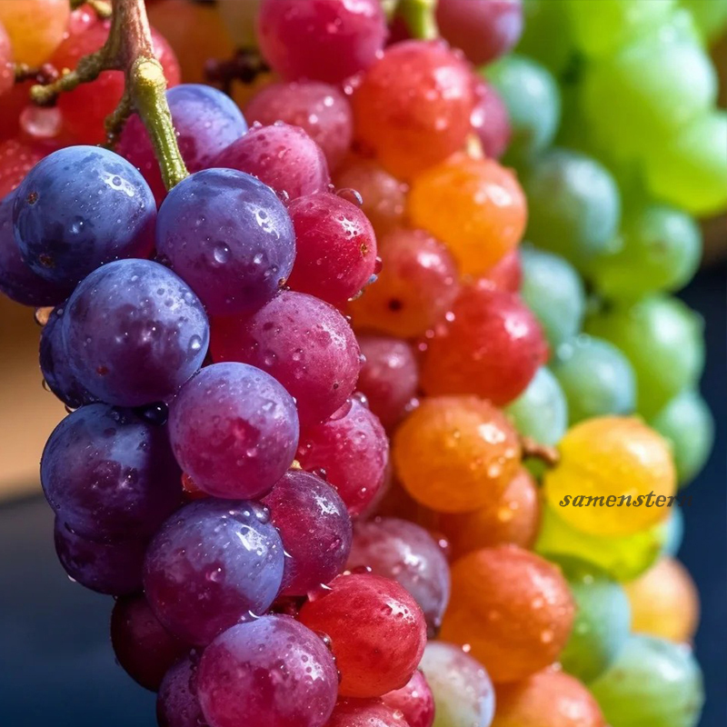💖Rabatt zum halben Preis🍇Bunte Traubenkerne🦄Super seltene Sorte