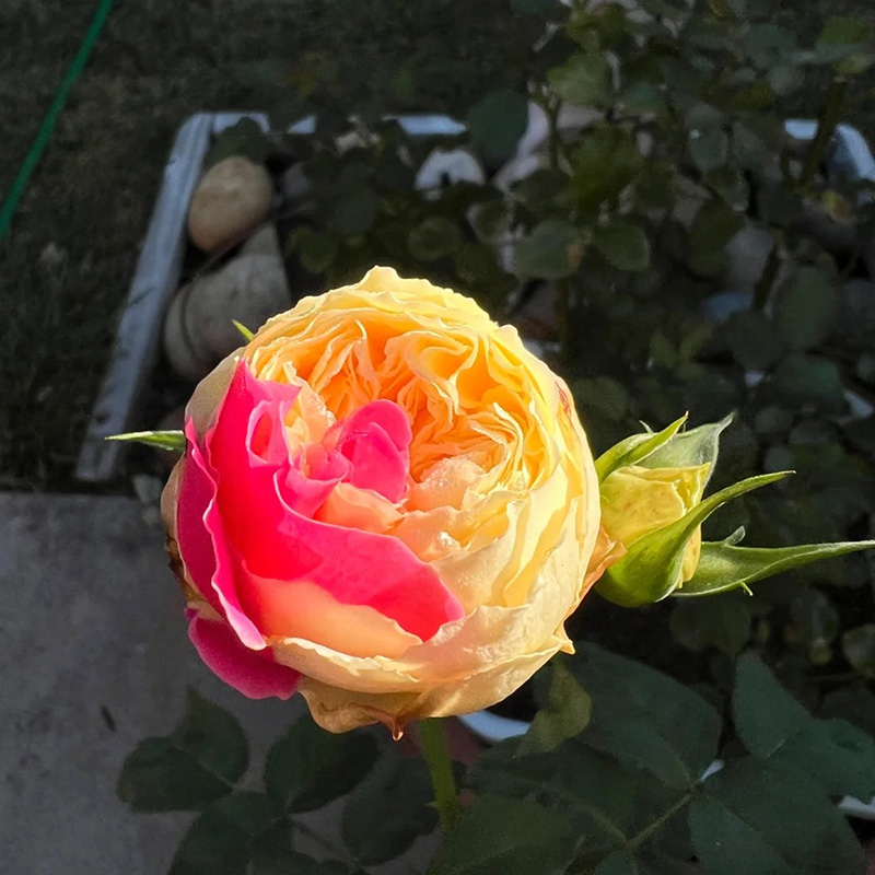 🔥Heißverkaufte🚀 romantische Rose🩷seltene Sorte