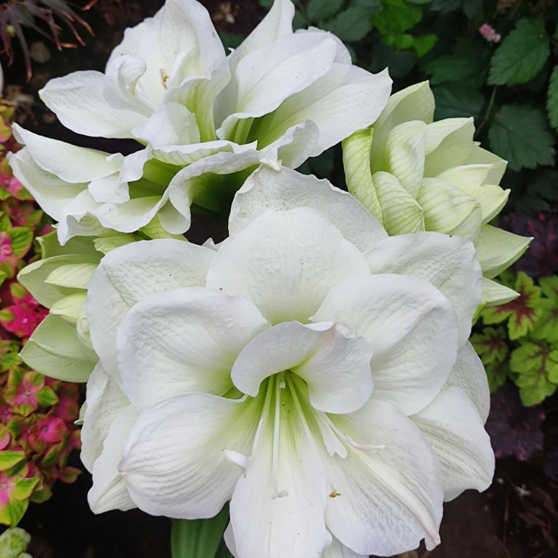 Amaryllis
