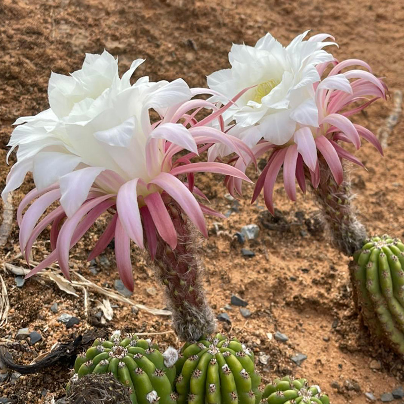 🦄Magische Pflanze🌵Blühender Kaktus💖heißer Verkäufer