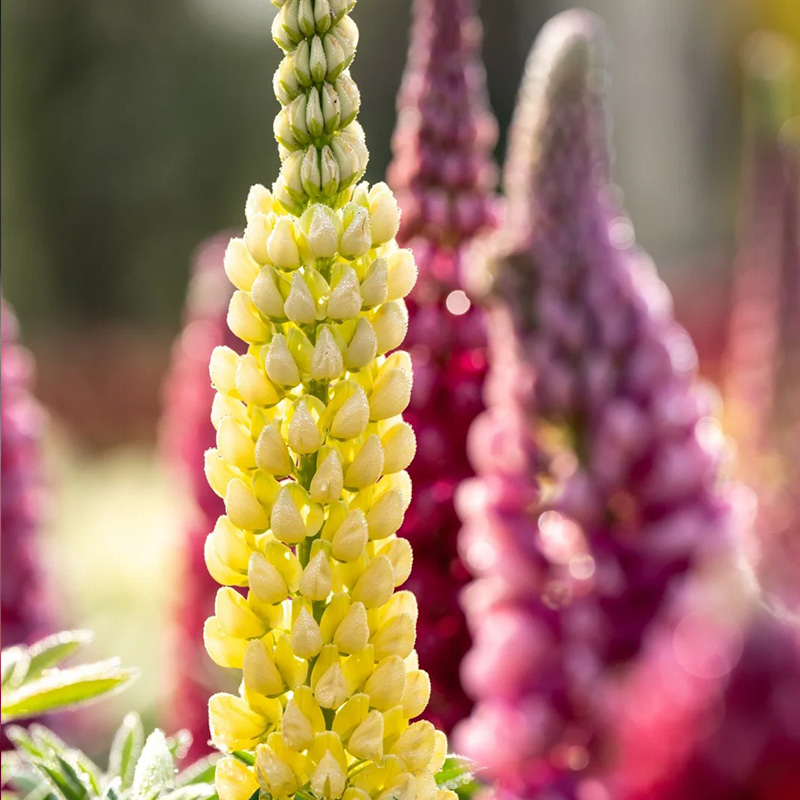 🚀Halber Preisnachlass💖Lupinenblüten🌈wunderschönes Dekogras