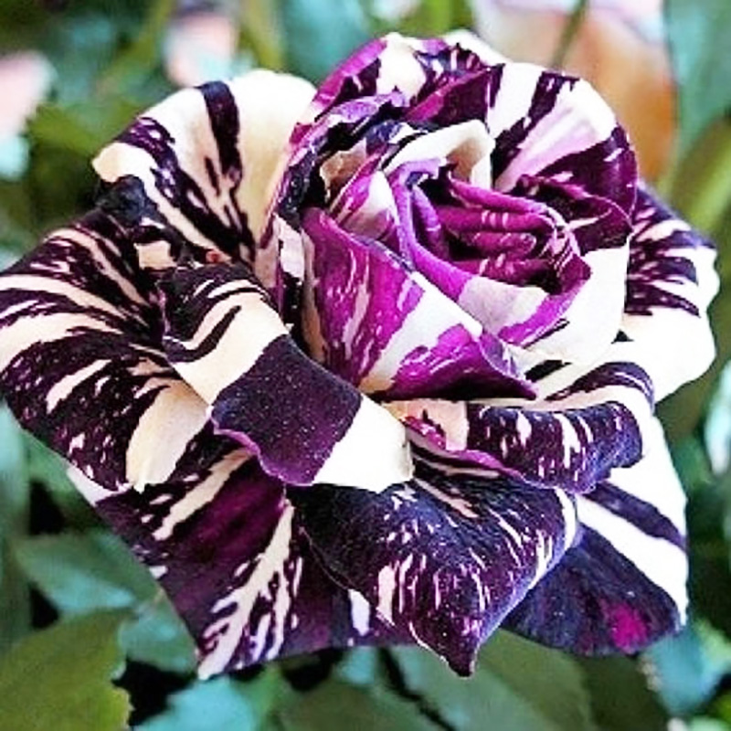 💖Ausgewählte🌹Zwillingsrosen🚀Super Rare