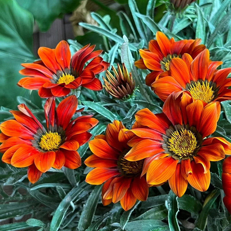 ❗Magische Pflanze💖Rote Sonnenblume✨Zeitlich begrenztes Angebot