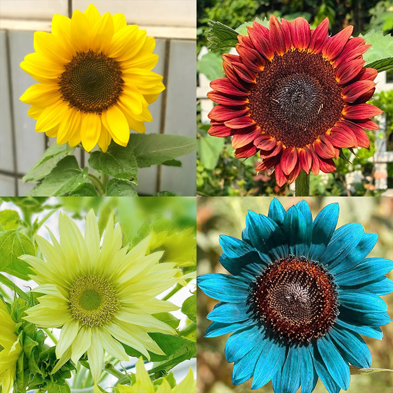 🔥Heißer Verkauf🚀Magische Sonnenblumenkerne🩷Super Rare