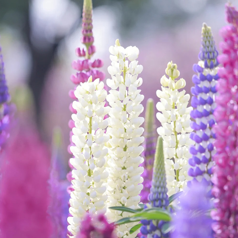 🚀Halber Preisnachlass💖Lupinenblumensamen🌈Experte für Gartendekoration