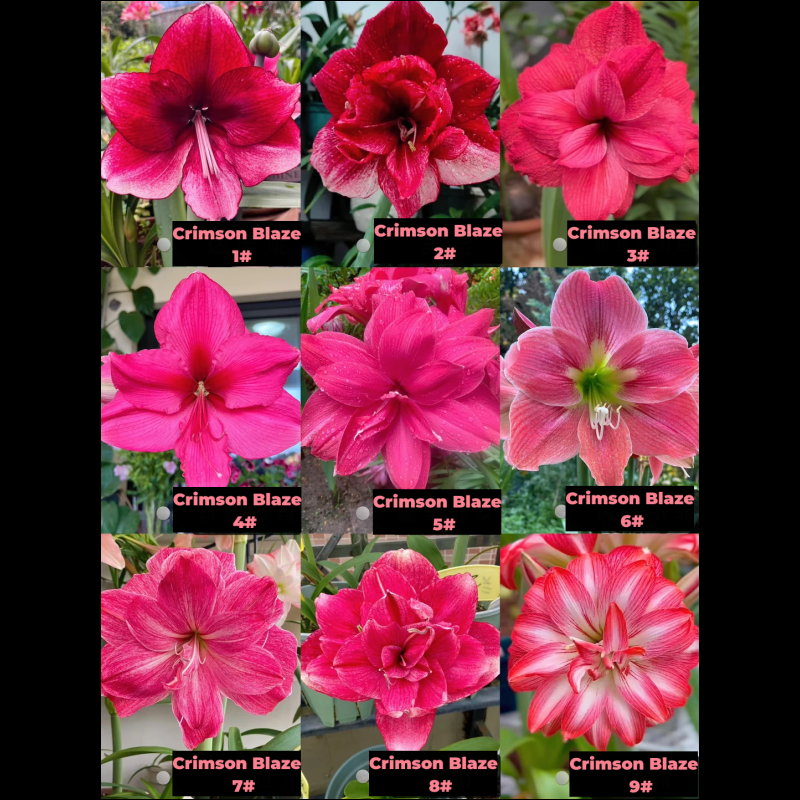 Amaryllis Bulbs