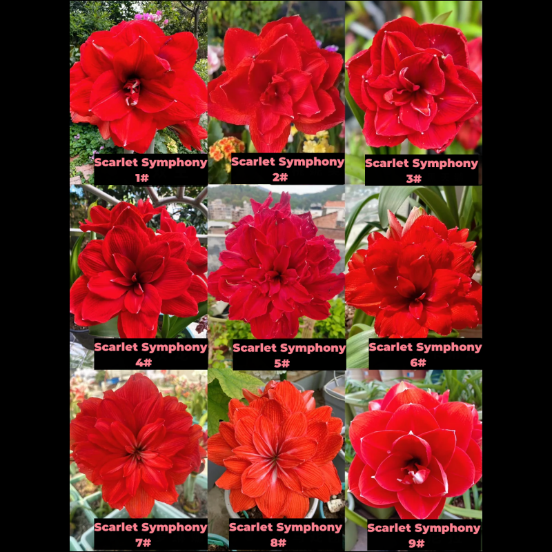 Amaryllis Bulbs