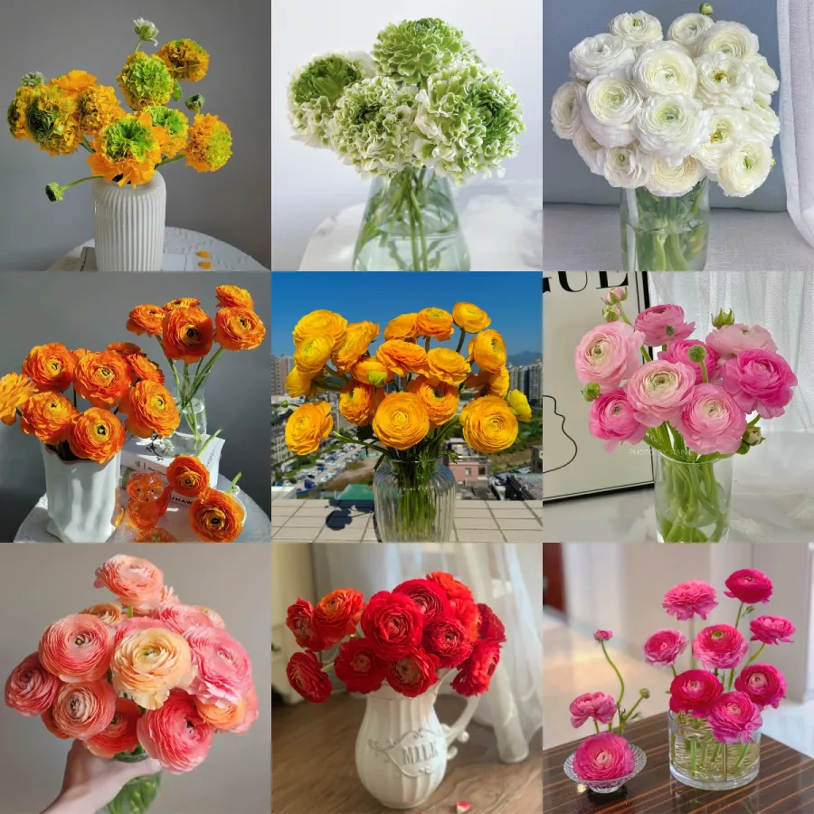 🌸 Perennials Ranunculus  Mixed color Plants  - Garden Flower Seeds