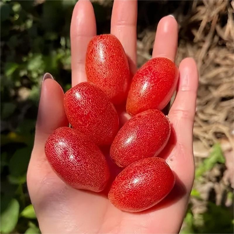 Elaeagnus conferta Samen