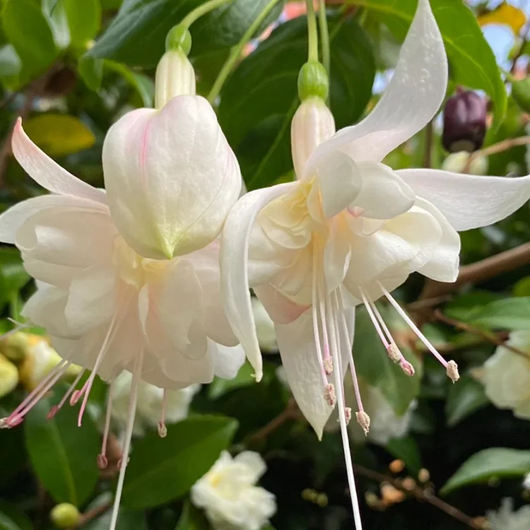 🧚‍♀️Fuchsia Flower Seeds-The fairy flower