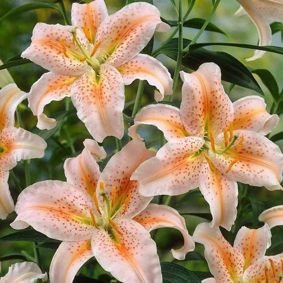 🌸 Rare Color Lily Seeds – Blooms of Elegance and Grace 🌸