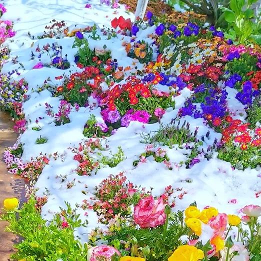 Gemischte saisonal blühende Blumensamen - Pflegeleicht