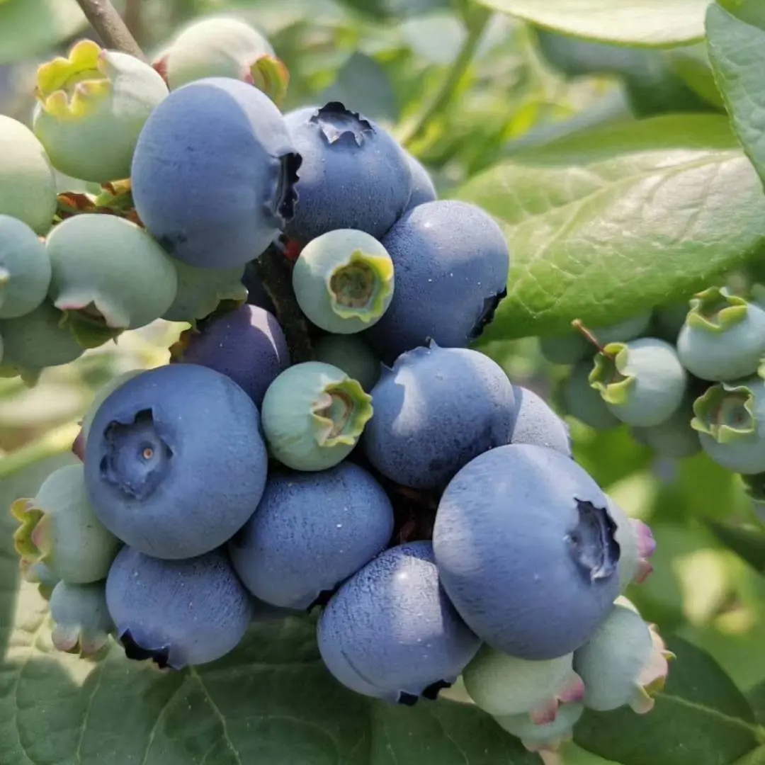 König der Beeren – Riesige Heidelbeer-Fruchtsamen – Vier-Jahreszeiten-Pflanzen