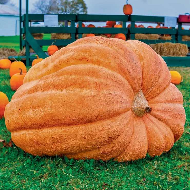 Giant Pumpkin Seeds