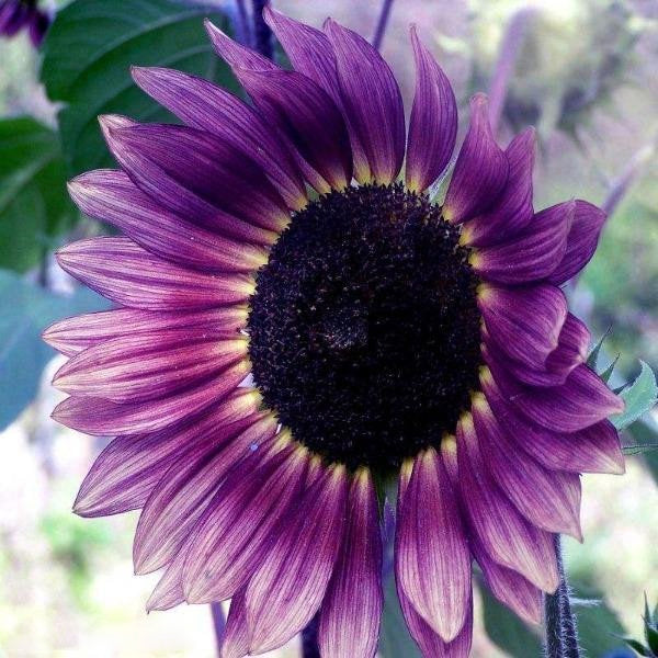 100 Samen Seltene Farbe Lila Sonnenblume