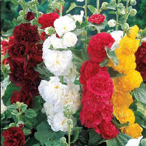 Double Hollyhock Seeds