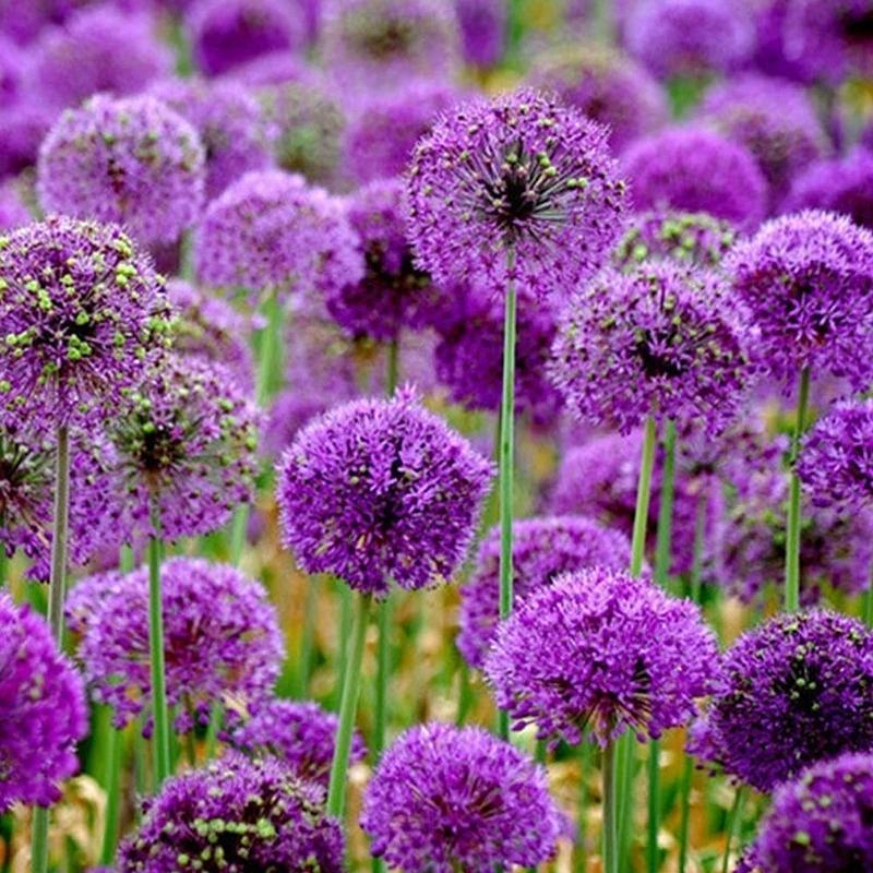 Garden Outdoor Giant Allium Giganteum Beautiful Flower Seeds Bonsai Plant Seeds