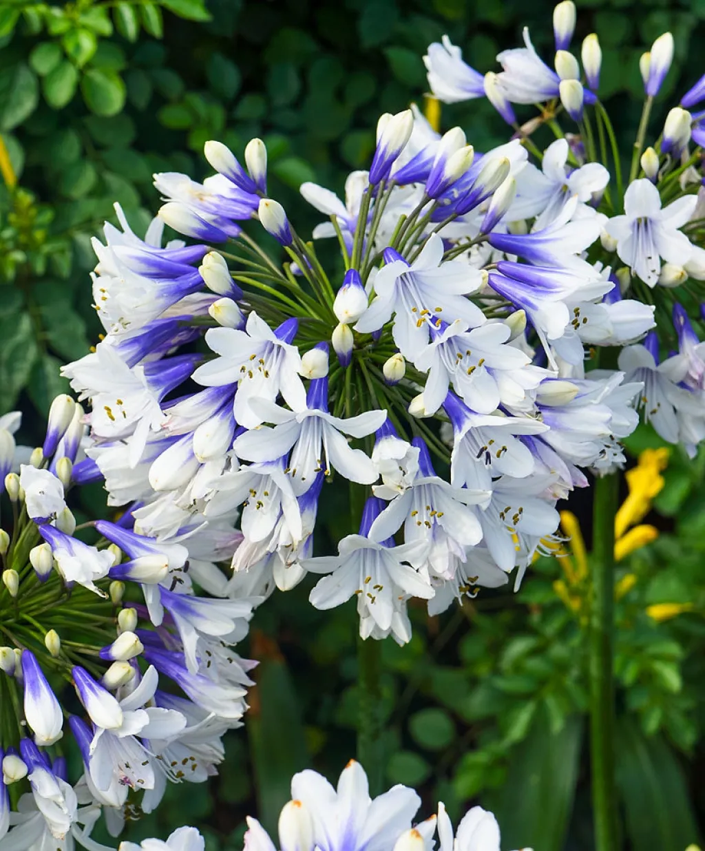 🔥🔥Agapanthus africanus 'Rosa'