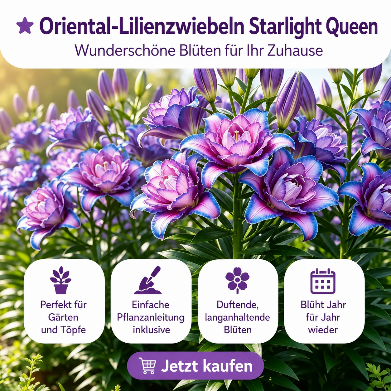 🌸Starlight Queen Oriental Lily Bulbs