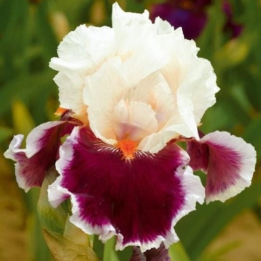 Multi-Varieties Iris Seeds, Heirloom Iris, 50pcs/pack