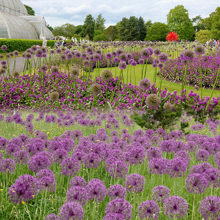 Allium giganteum, Zierlauchblüte