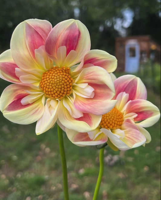 FEERY BLOOM - APRIL HEATHER DAHLIA SAMEN