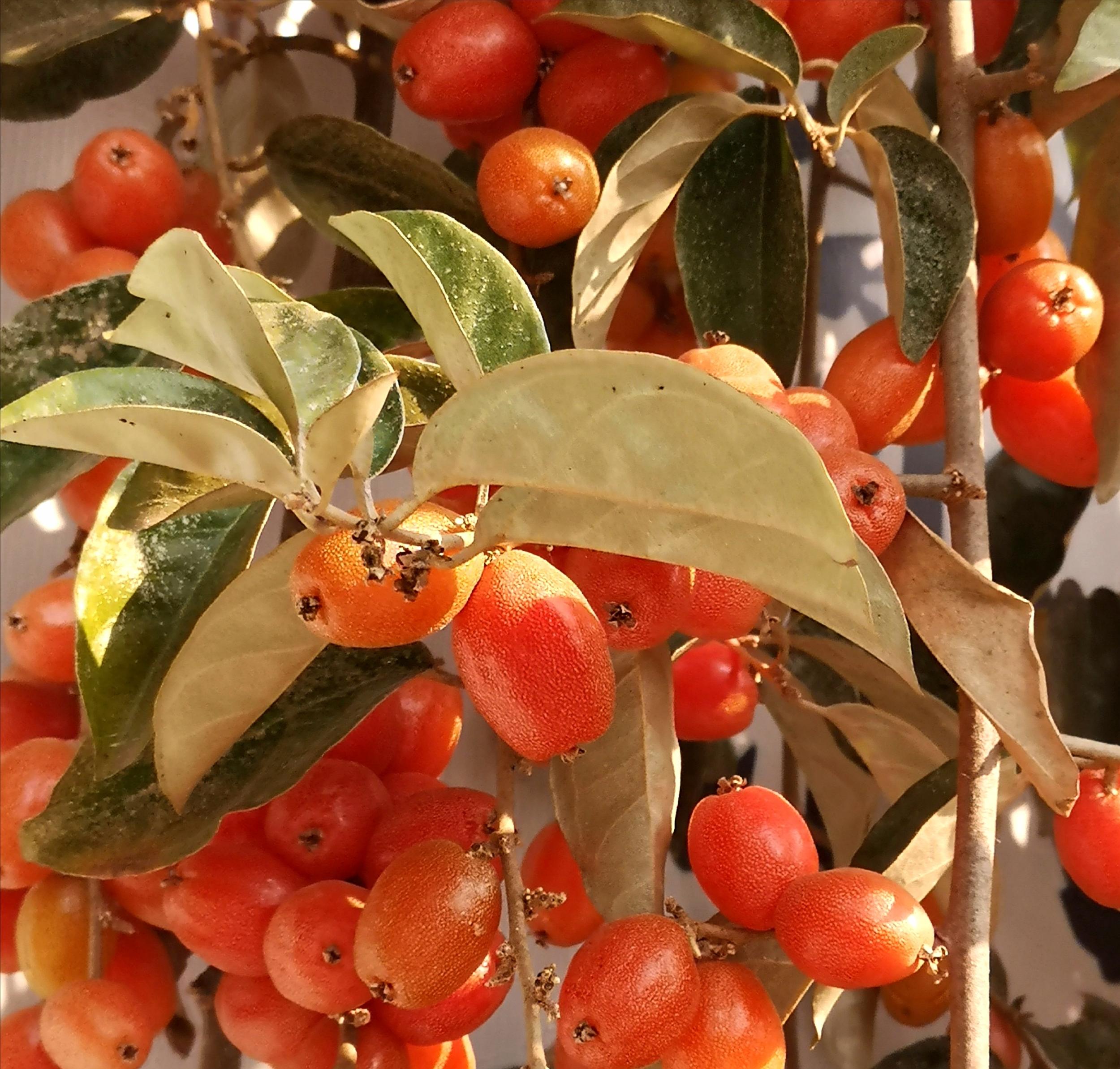 Elaeagnus conferta Samen