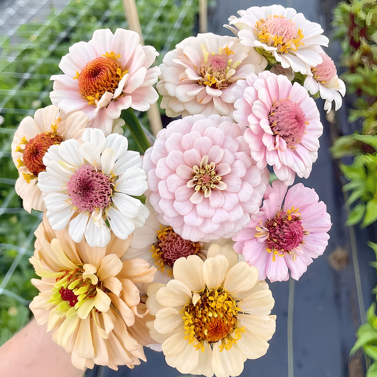 🌺 Doppelte Zinniensamen in gemischten Farben